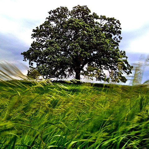 That True:  A Year in the Life of That Tree by Mark Hirsch