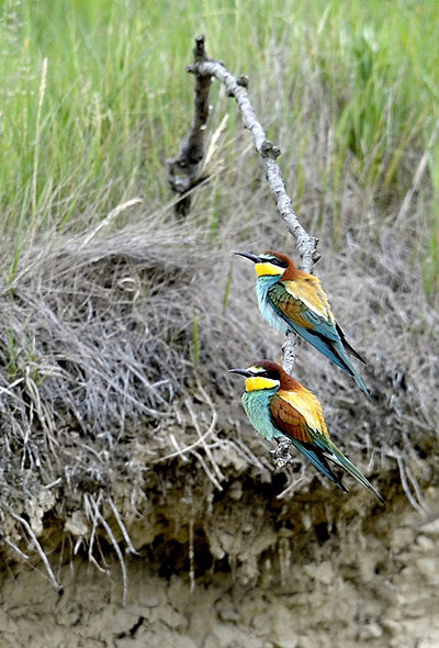 http://static.guim.co.uk/sys-images/Guardian/Pix/pictures/2013/5/29/1369849197209/The-bee-eaters-Merops-api-003.jpg