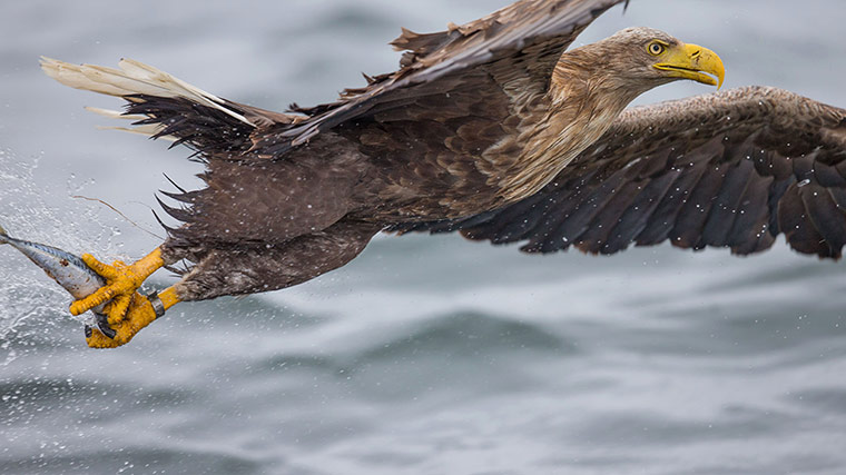 http://static.guim.co.uk/sys-images/Guardian/Pix/pictures/2013/5/29/1369849211185/White-tailed-Sea-Eagle-at-008.jpg
