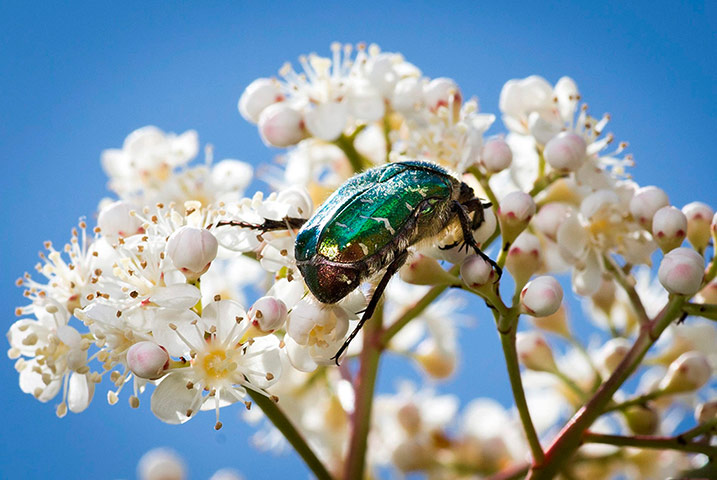 http://static.guim.co.uk/sys-images/Guardian/Pix/pictures/2013/5/29/1369849214075/Flower-beetle-in-Frankfur-009.jpg