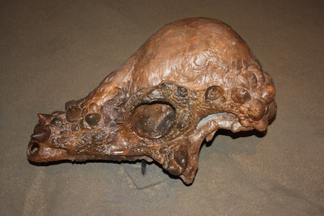 dinosaur with dome skull