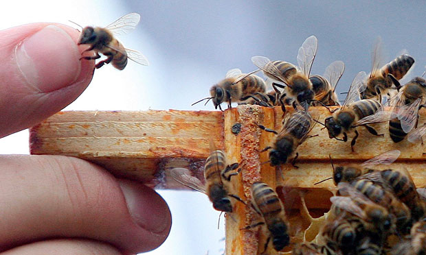 Third Of All Honeybee Colonies In England Did Not Survive Winter