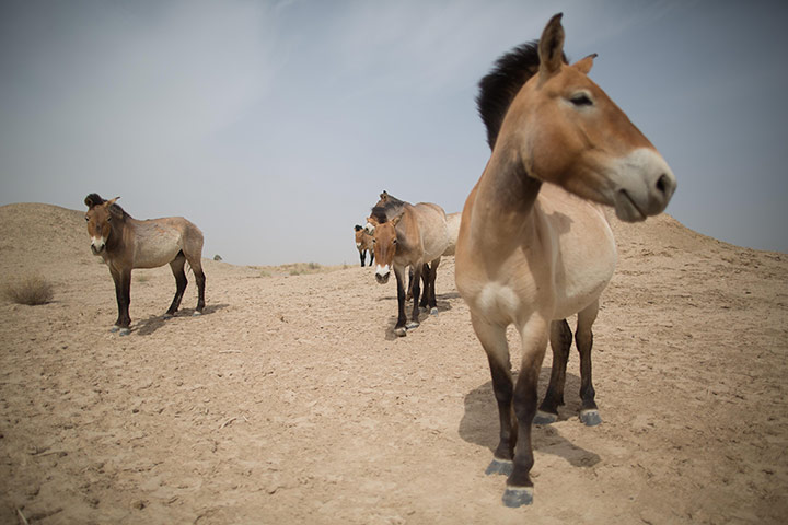 http://static.guim.co.uk/sys-images/Guardian/Pix/pictures/2013/6/14/1371219812051/-Przewalskis-horses-Gansu-003.jpg