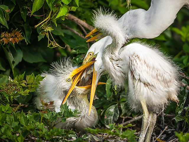 http://static.guim.co.uk/sys-images/Guardian/Pix/pictures/2013/6/14/1371219831116/Great-White-Egret-Picture-008.jpg