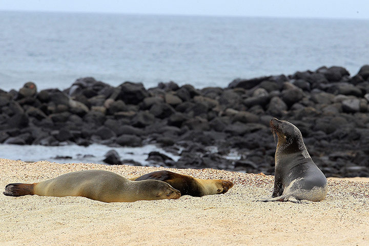 http://static.guim.co.uk/sys-images/Guardian/Pix/pictures/2013/6/14/1371219853816/Study-consideres-Galapago-012.jpg