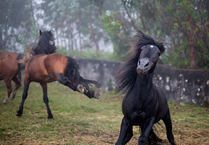 http://static.guim.co.uk/sys-images/Guardian/Pix/pictures/2013/6/14/1371219862526/Wild-horses-fight-during--013.jpg