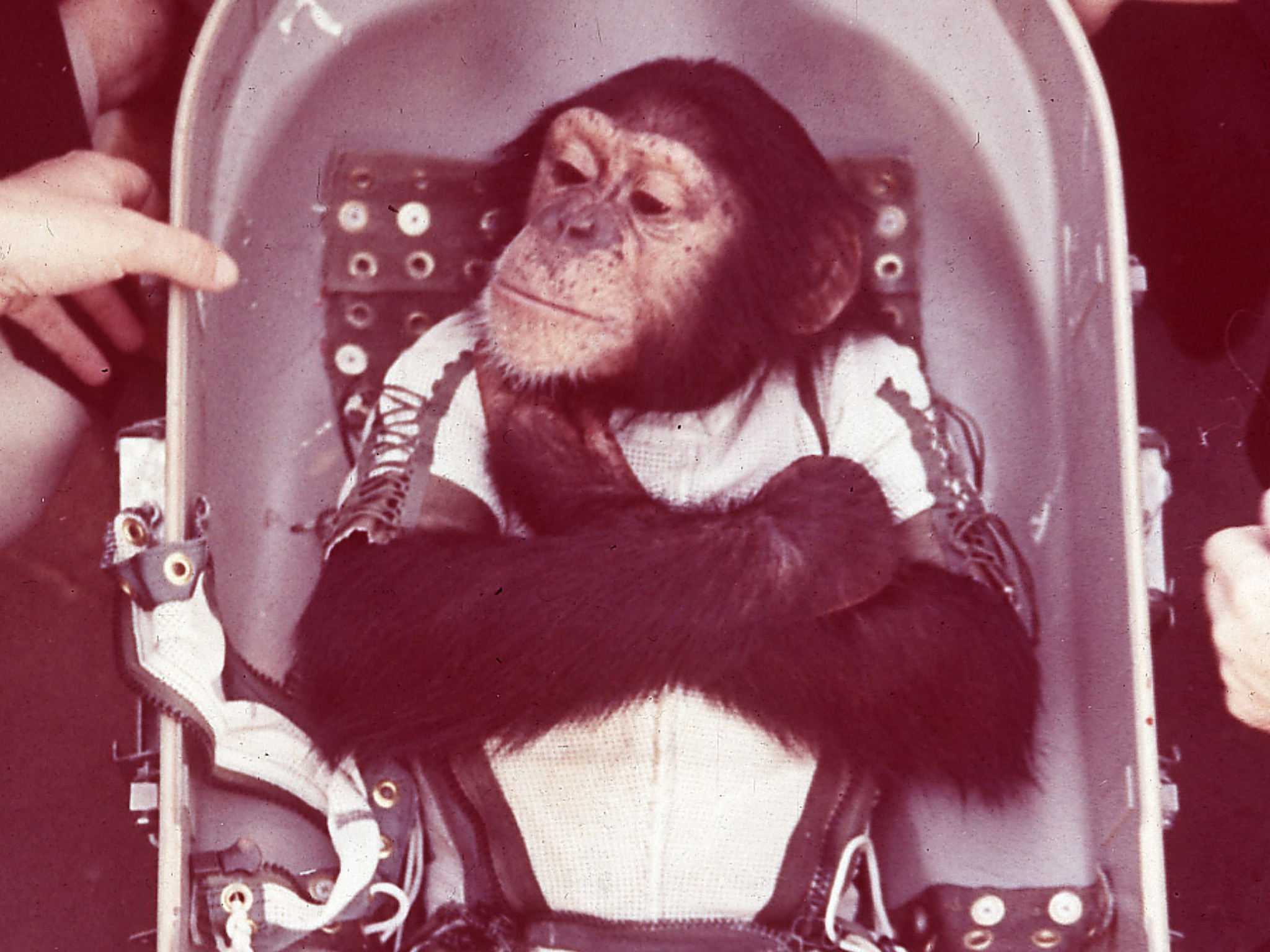 Первая обезьяна полетевшая в космос. Шимпанзе Хэм космонавт. Обезьяны Эйбл и Мисс Бейкер в космосе.