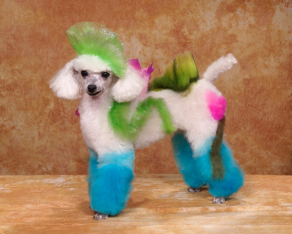 Dog grooming competition – in pictures | Life and style | The Guardian