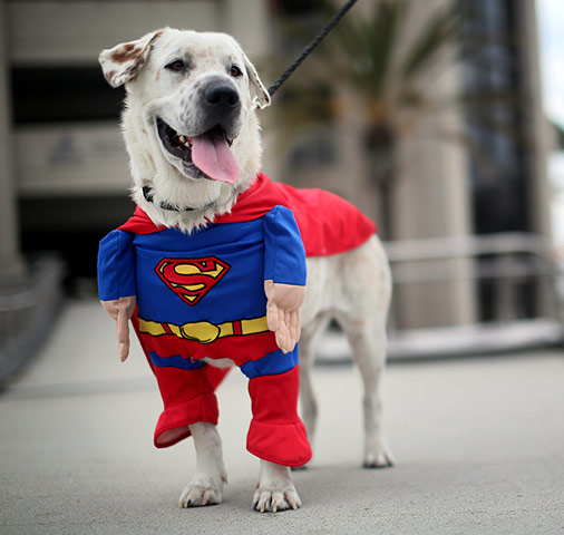 Comic-con: Beckham the dog sports a Superman costume during Comic-Con