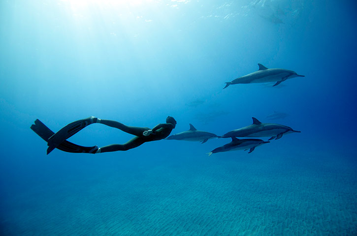 Free diving: Free diving with dolphins in Hawaii