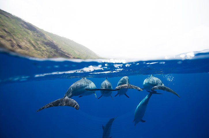 Free diving: Dolphins in Hawaii