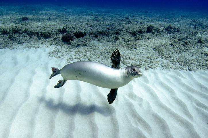 Free diving: Seal swims off Oahu, Hawaii 