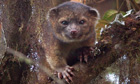 Carnivore 'teddy bear' emerges from the mists of Ecuador