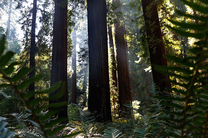 http://static.guim.co.uk/sys-images/Guardian/Pix/pictures/2013/8/16/1376660908509/redwood-trees-in-Richards-011.jpg