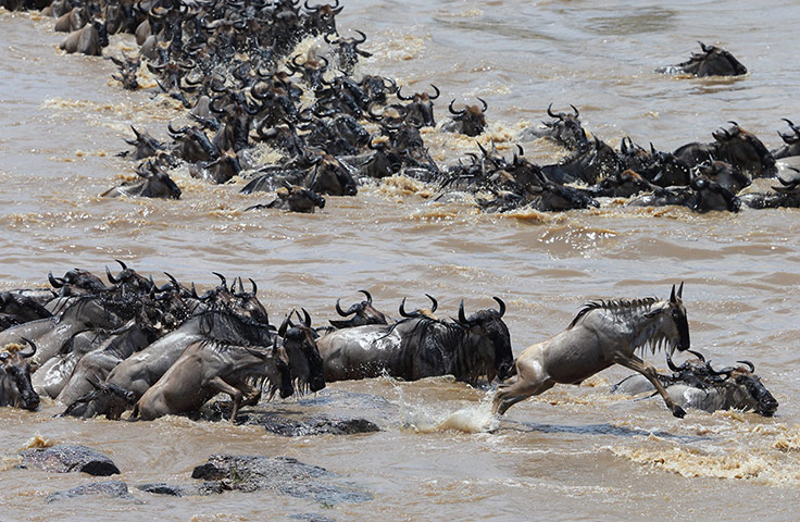 http://static.guim.co.uk/sys-images/Guardian/Pix/pictures/2013/8/22/1377194871832/TANZANIA-SERENGETI-ANIMAL-007.jpg