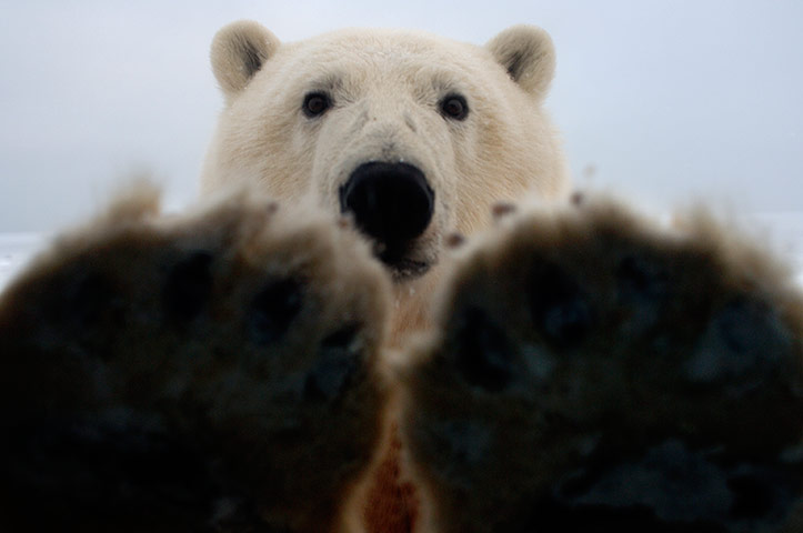 http://static.guim.co.uk/sys-images/Guardian/Pix/pictures/2013/8/22/1377194892021/Cheeky-Polar-Bear-Hitches-014.jpg