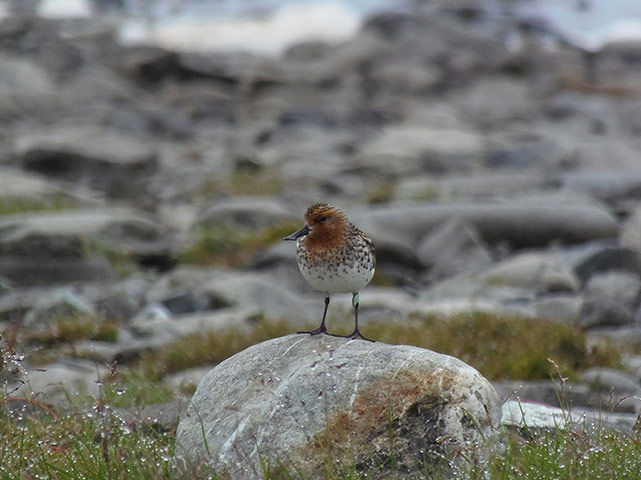 http://static.guim.co.uk/sys-images/Guardian/Pix/pictures/2013/8/22/1377194897275/Spoon-billed-sandpipers---016.jpg