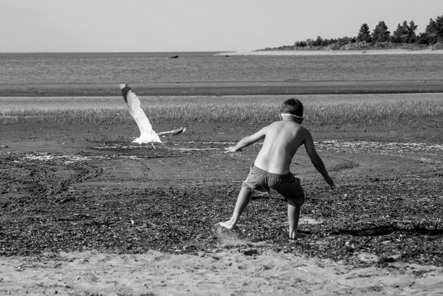 GreatSummerPhotos: Ninja fight with herring gull