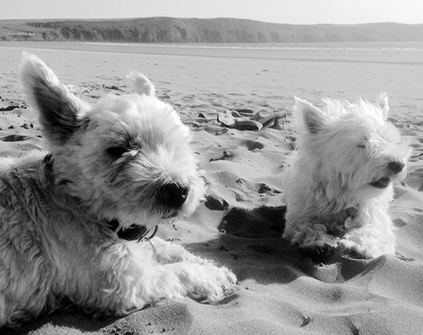 Pet holiday tips: two dogs on a beach