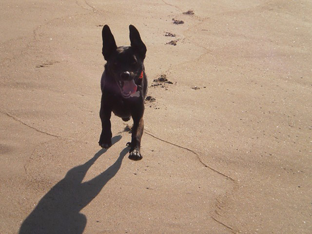Pet holiday tips: dog on a beach