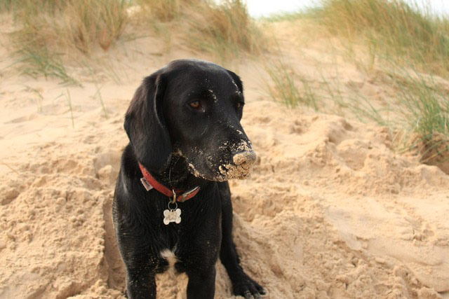 Pet holiday tips: dog with a sandy nose