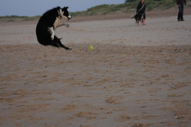 Pet holiday tips: dog jumping on beach