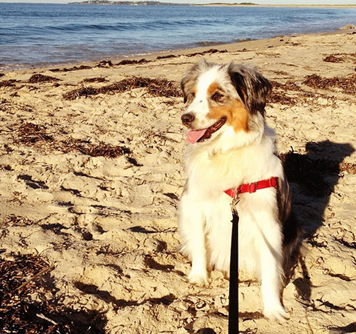 Pet holiday tips: dog on a beach