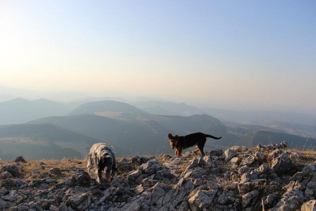 Pet holiday tips: dogs on a mountain