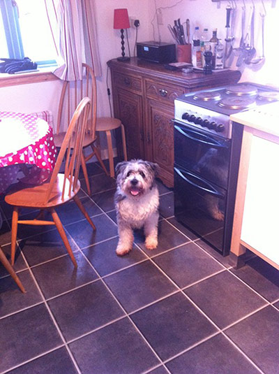 Pet holiday tips: dog in a cottage