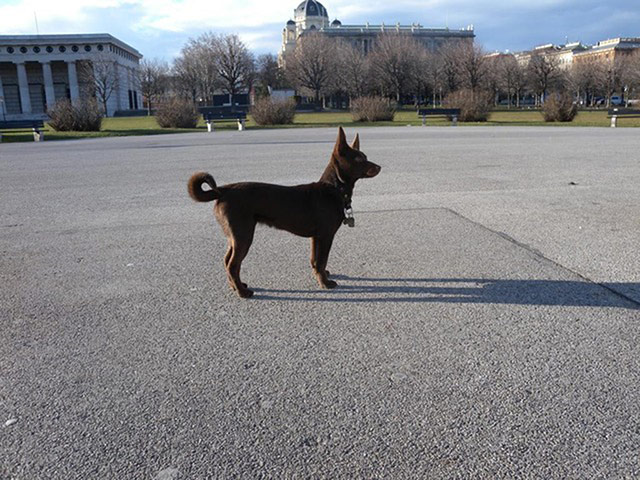 Pet holiday tips: dog in austria