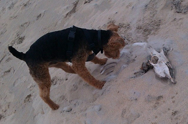 Pet holiday tips: dog finds carcass