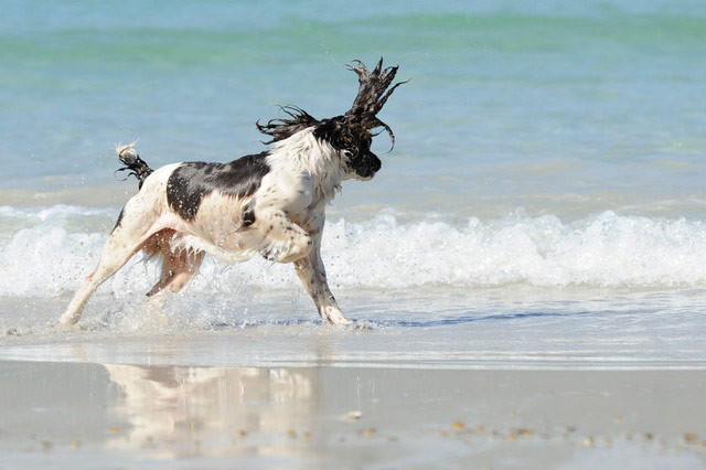 Pet holiday tips: dog in the sea