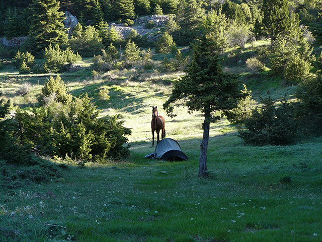 Pet holiday tips: horse in greece