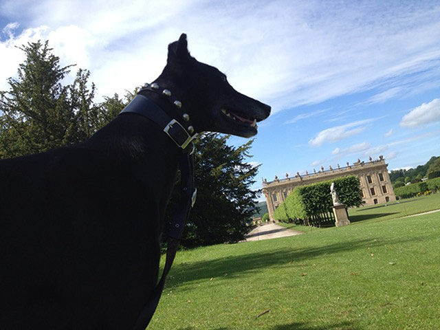 Pet holiday tips: dog chatsworth house