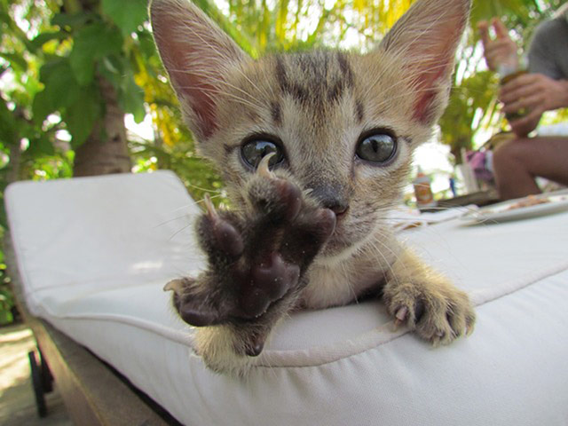 Pet holiday tips: cat in vietnam