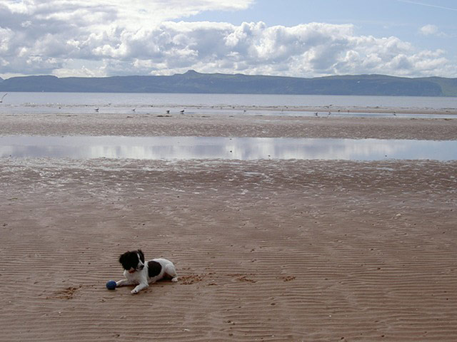 Pet holiday tips: dog on a beach