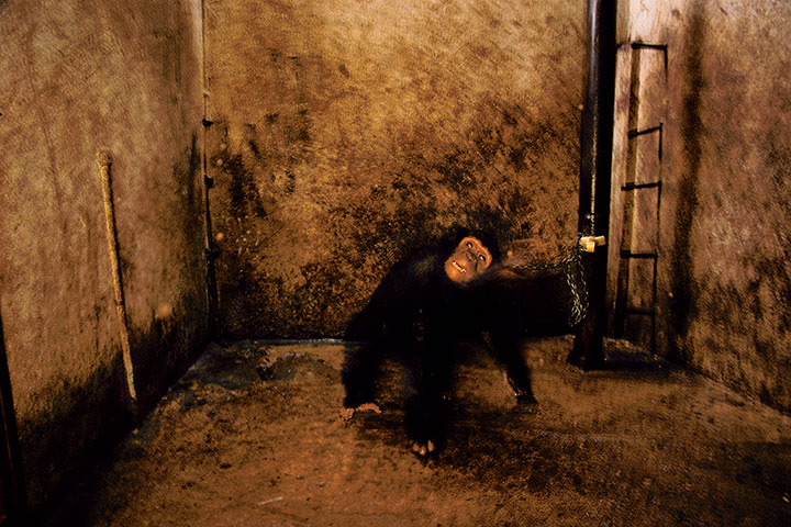 NHM Book: The Masters of Nature Photography : Michael Nichols Whiskey