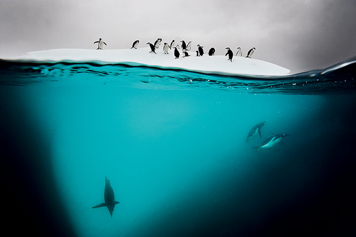 NHM Book: The Masters of Nature Photography : DAVID DOUBILET PENGUINS, ICE AND LIGHT