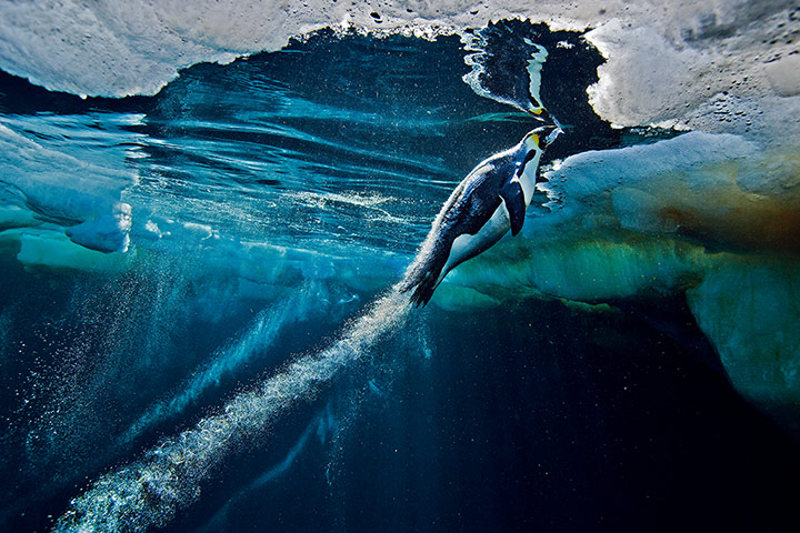 NHM Book: The Masters of Nature Photography : PAUL NICKLEN BLAST-OFF