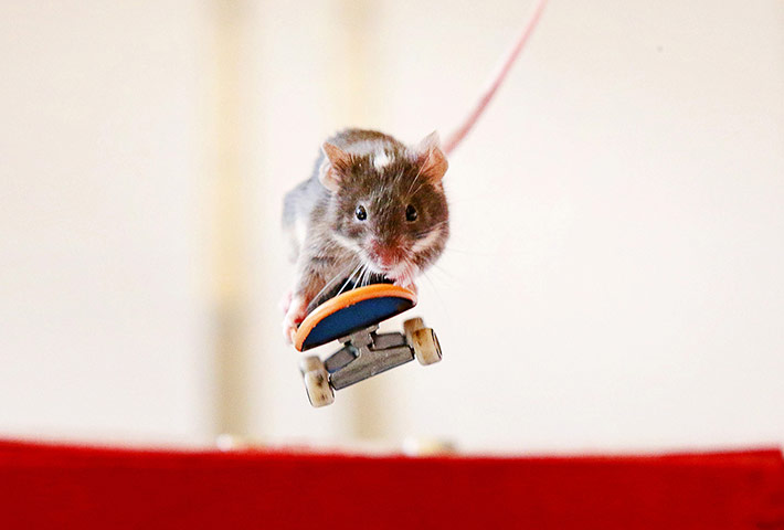 http://static.guim.co.uk/sys-images/Guardian/Pix/pictures/2013/8/9/1376080577090/Skateboarding-mice-on-The-010.jpg