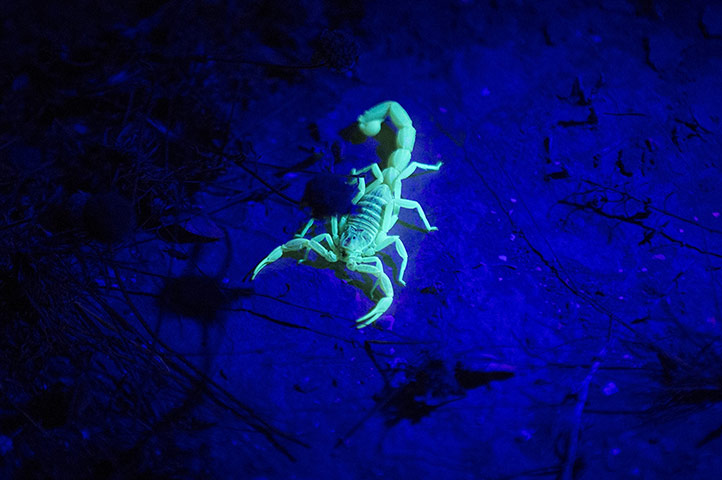 http://static.guim.co.uk/sys-images/Guardian/Pix/pictures/2013/8/9/1376080579349/A-yellow-scorpion-In-the--011.jpg