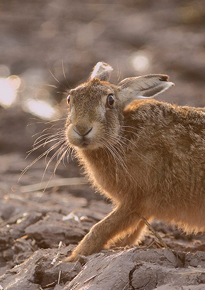 2013年英国野生动物摄影奖揭晓