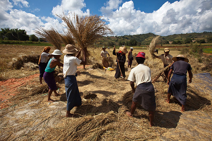 Burma gallery: Rice harvest, Shan State, Burma
