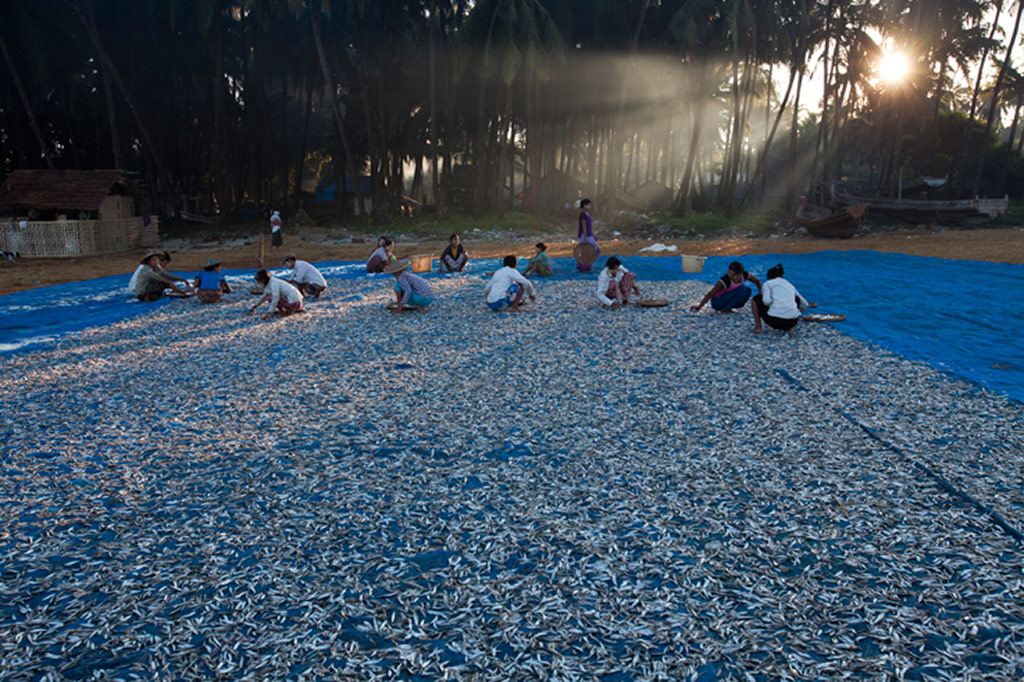 Fish on Ngapali Beach, Rakhine State, Burma