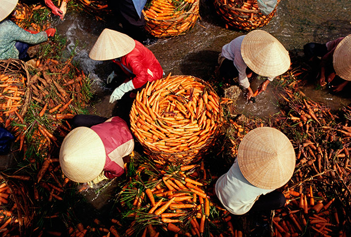 Burma gallery: Carrots, Dalat, Vietnam