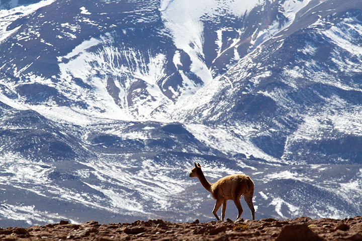 Andes crossing: Vicuna, Andes