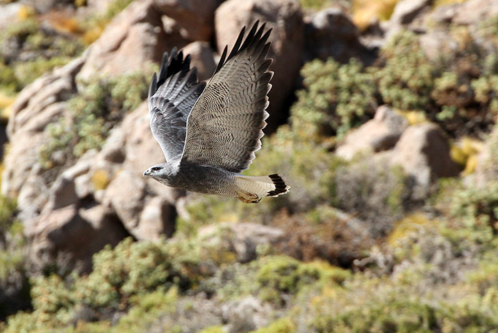 Andes crossing: Hawk, Andes