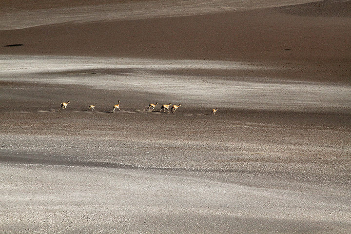 Andes crossing: Vicuna, Andes