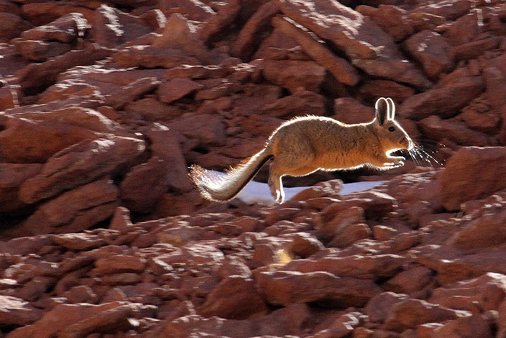 Andes crossing: Vizcacha, Andes