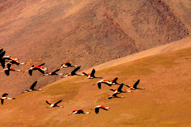 GreatSummerHolidayPhotos: Southern summer; flamingos take flight